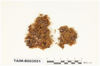 藏品(灰苔科)的圖片